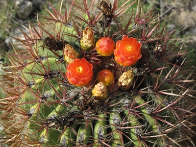 Ferocactus stainesii Foncaude.jpg