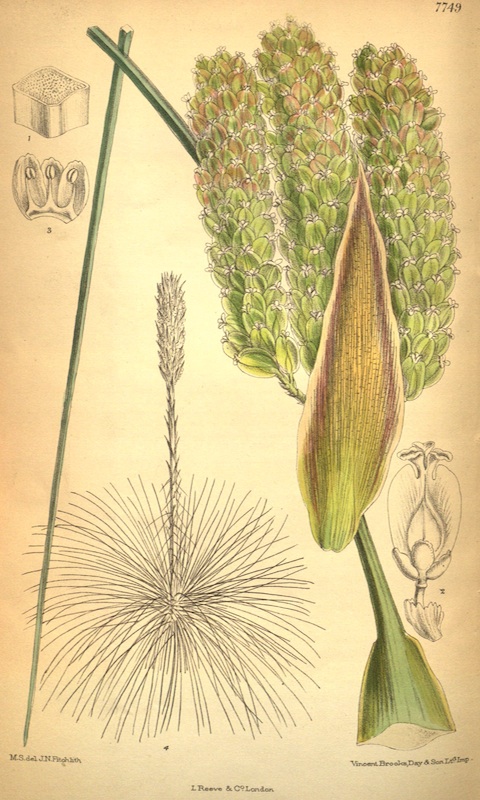 Curtis's_botanical_magazine_(Tab._7749)_(8635538280)b.jpg