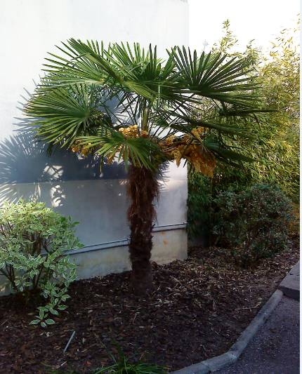 palmiers ay1.jpg