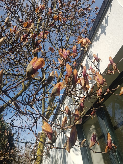 Magnolia 03032018 (2).jpg
