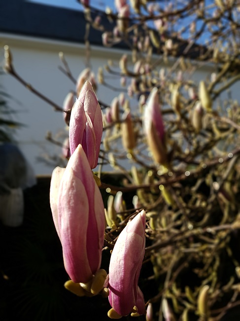 Magnolia 26022018.jpg
