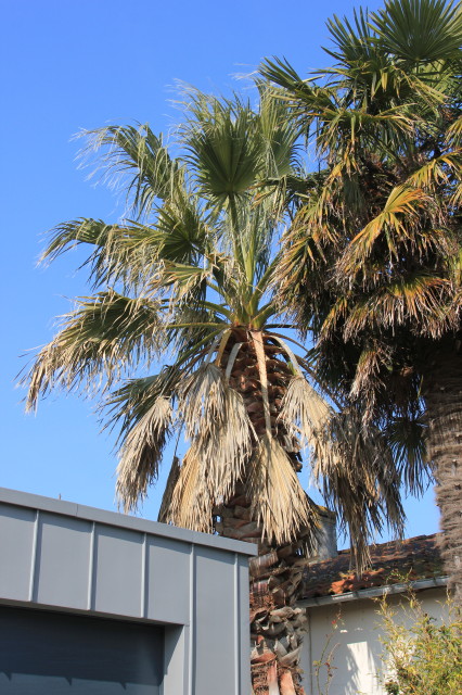 Washingtonia filifera 20180224_0938_1.JPG