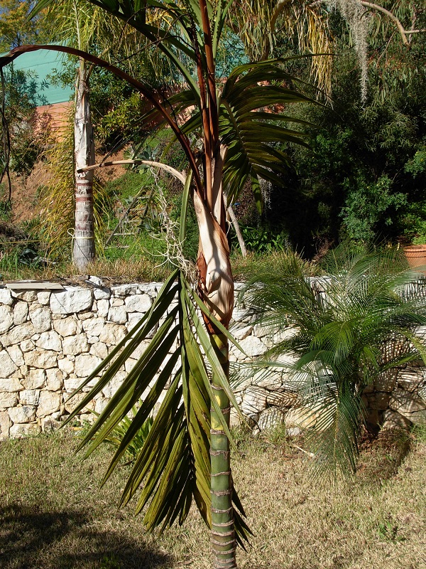 Chamaedorea radicalis, 3 feuilles cassées!