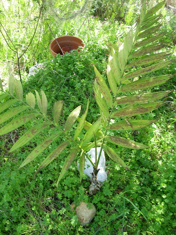 chamaedorea tepejilote, feuilles un peu roussies