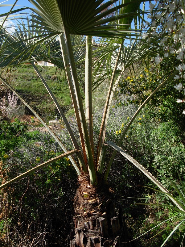 brahea armata feuilles cassées