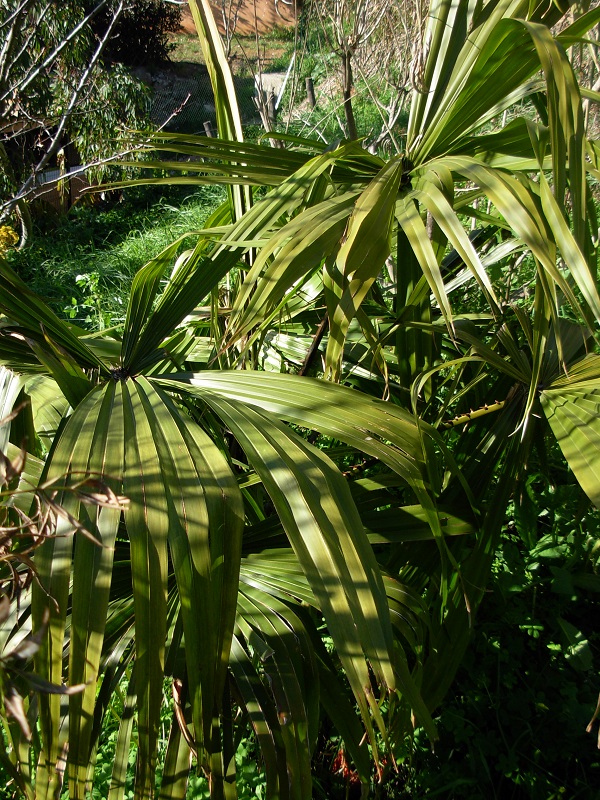 livistona saribus intact