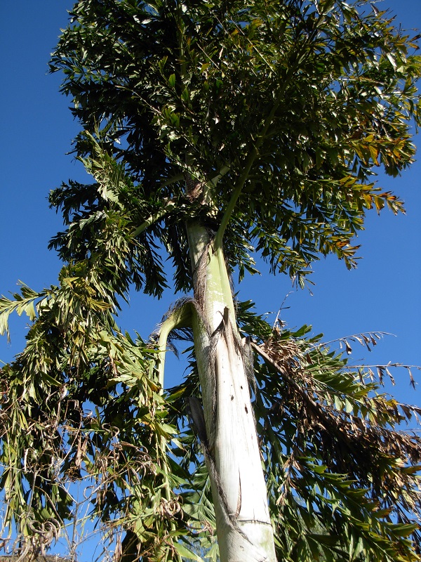 caryota himalaya feuilles pliées