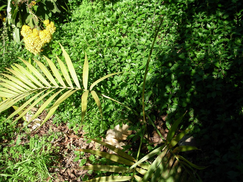 Chamaedorea woodsoniana feuille cassée