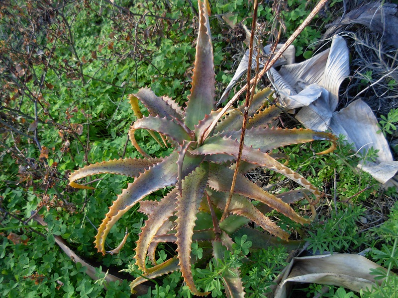 aloe camerooni a bien morflé mais va se refaire