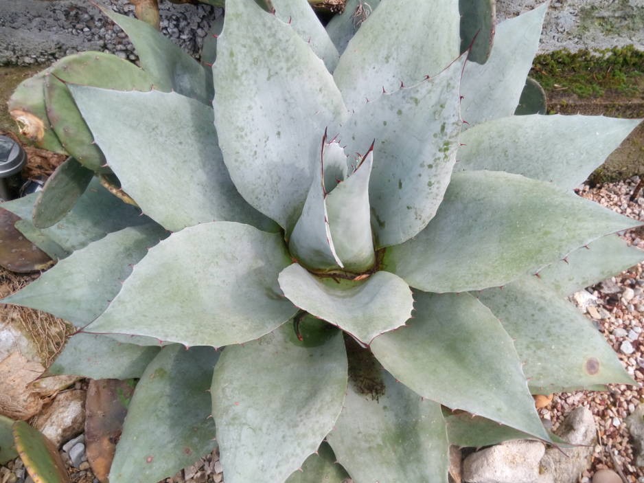 agave ovatifolia ice heart (FILEminimizer) 2.jpg