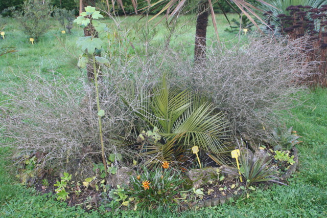 Jubaea chilensis 20081220_0965.JPG