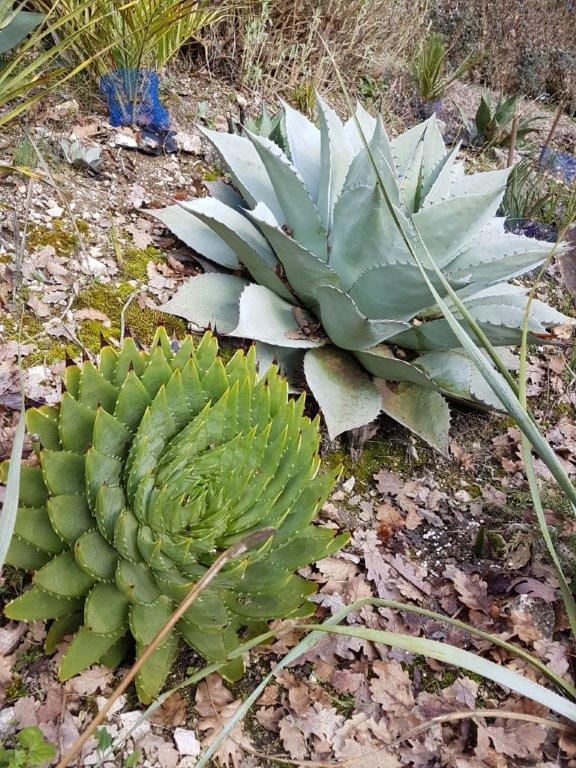 Aloe polyphylla.jpg