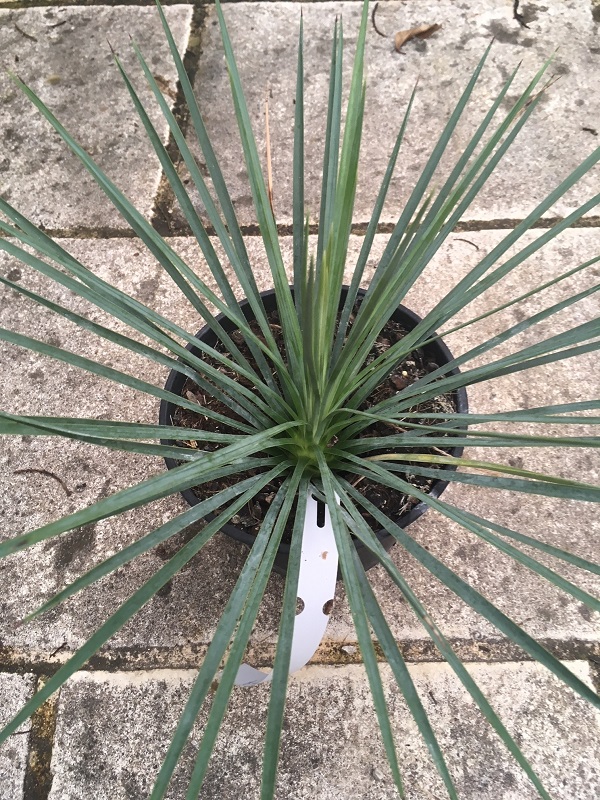 yucca linearifolia bleu X yucca thompsoniana 3 REDIM.jpg
