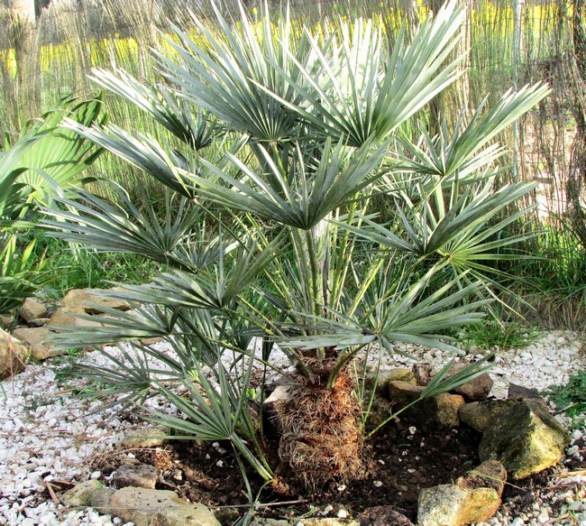 chamaerops humilis argentea (Copier).JPG