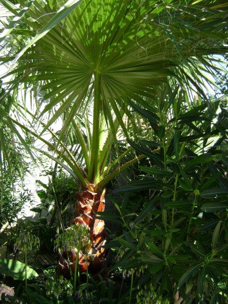 009Washingtonia filifera chez Joël.jpg