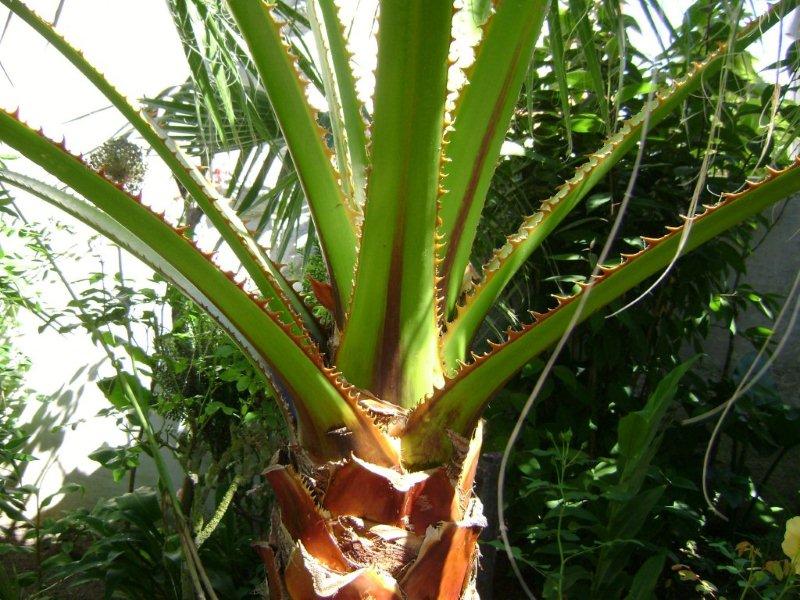 008 Washingtonia filifera.jpg