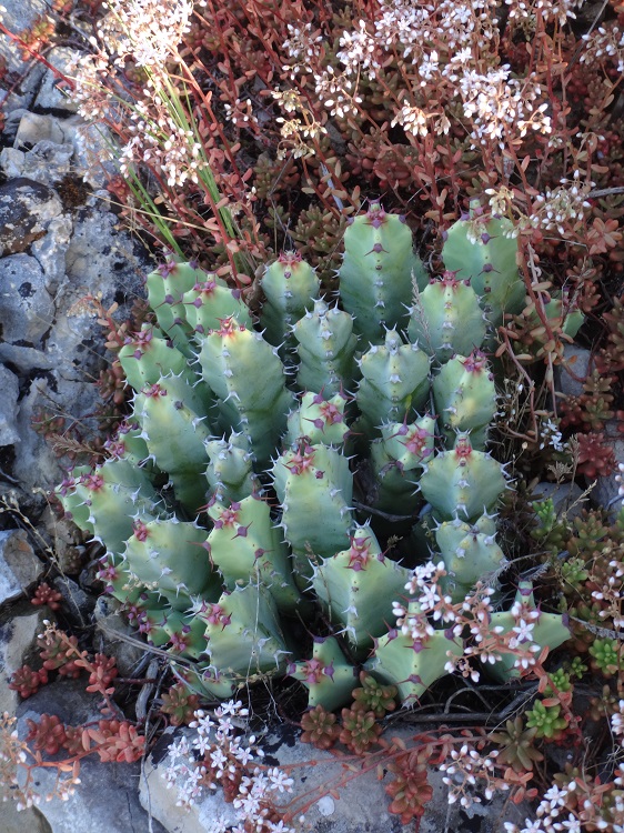 Euphorbia résinifera.JPG