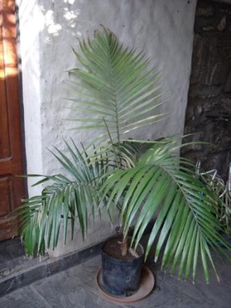 areca.JPG
