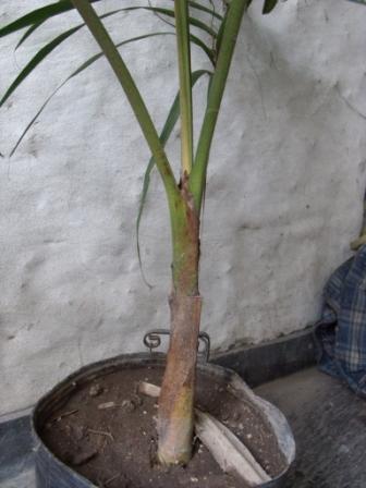 areca2.JPG
