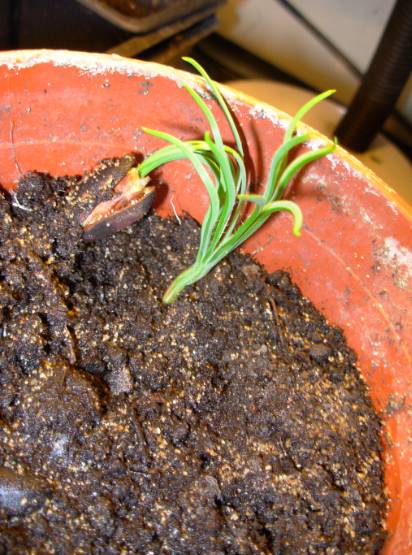 GERMINATION.jpg