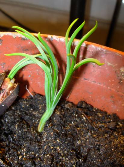 GERMINATION 2.jpg