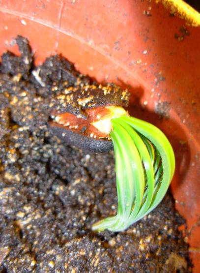 GERMINATION31.jpg