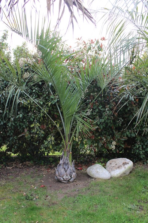 butia cata.jpg