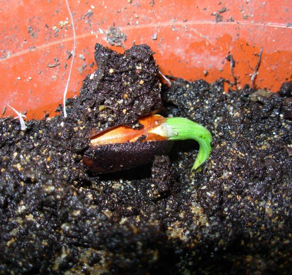 GERMINATION05.jpg