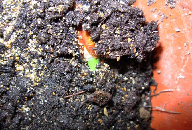 GERMINATION02.jpg