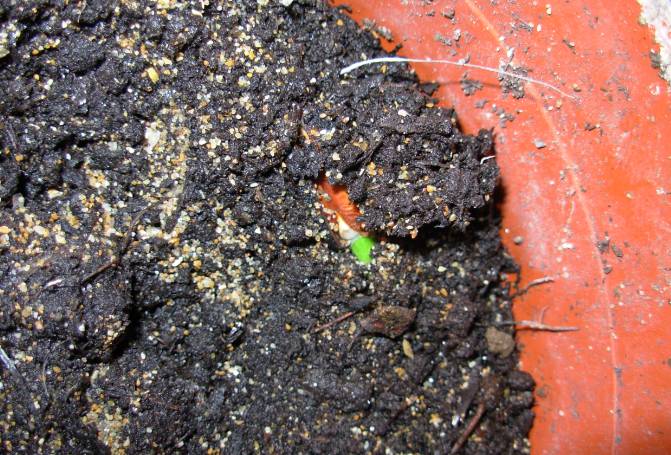 GERMINATION 1.jpg