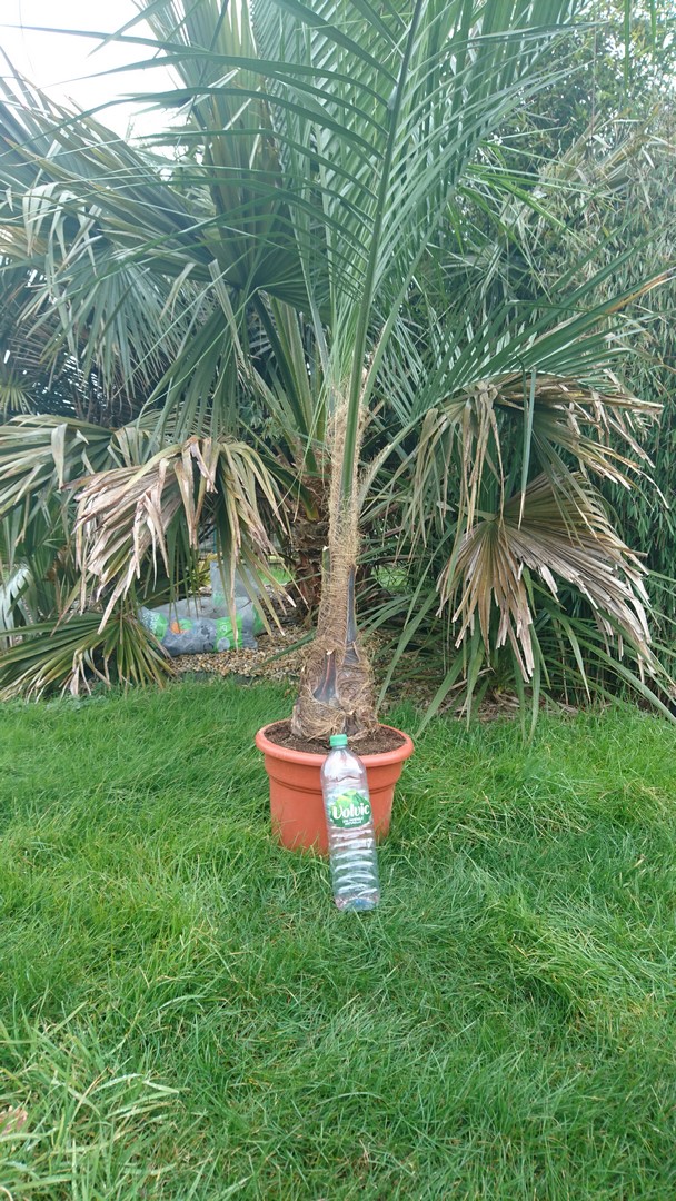 Buiagrus Hardypalm.JPG