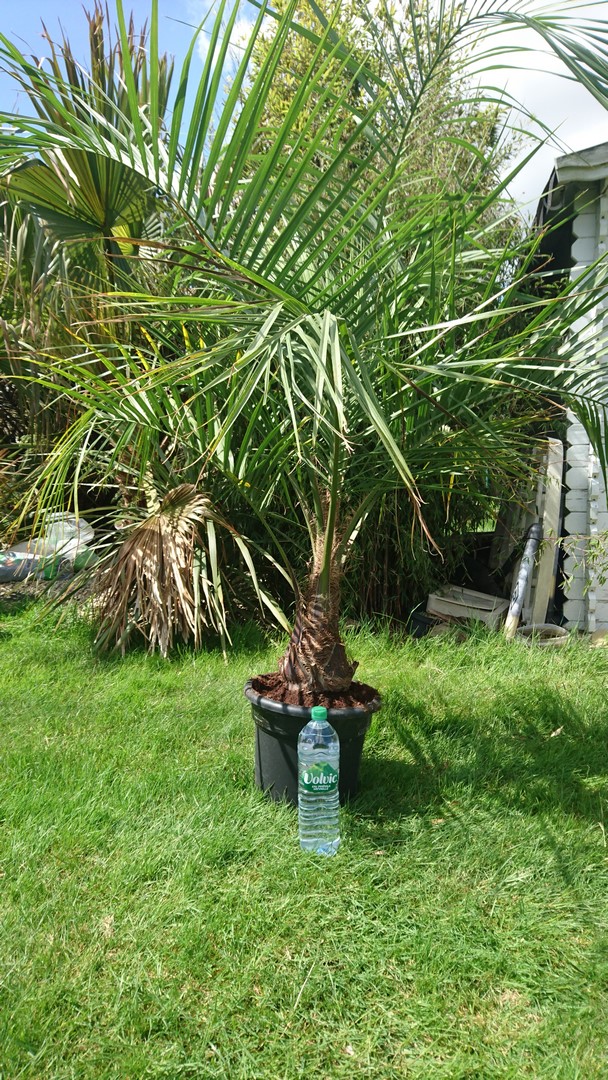 Buiagrus Hardypalm.JPG