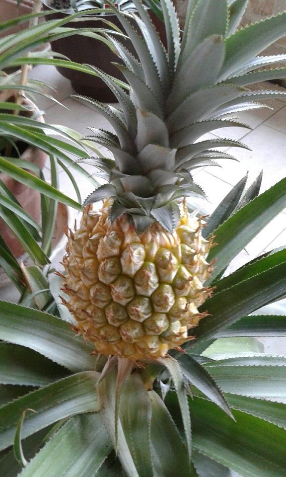 un de mes ananas