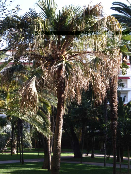 Livistona Chinensis