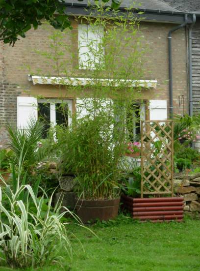 Le bambou a triplé en hauteur