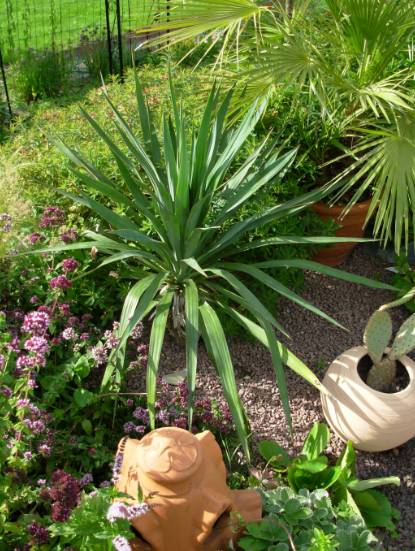 Le yucca s'est refait une santé après l'hiver