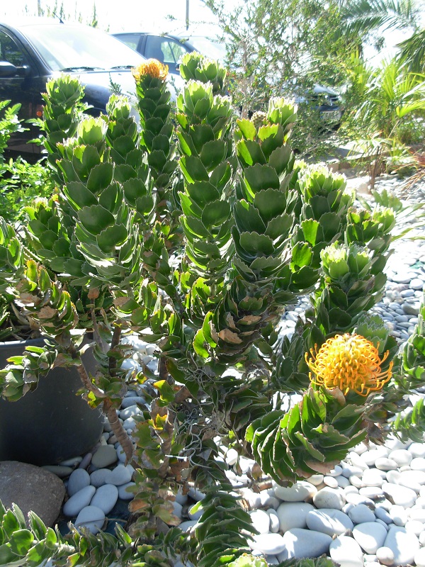 DSCN9783.JPG