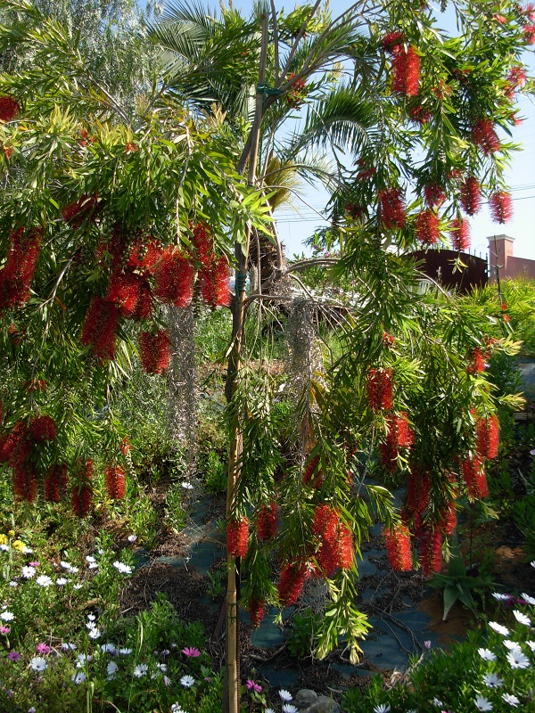 callistemon vinimalis pendula