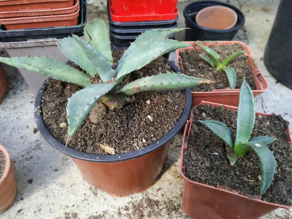 agave 2.jpg