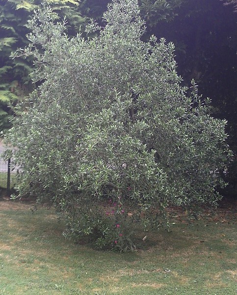olea europea moncita (Copier).jpg