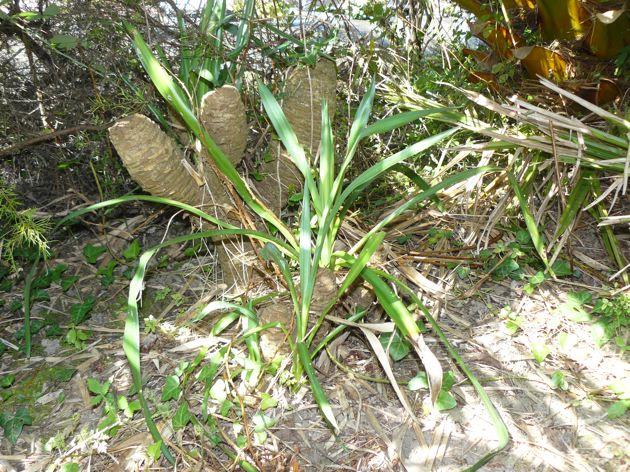 Rejet Yucca gloriosa sur souche morte (?) depuis huit ans