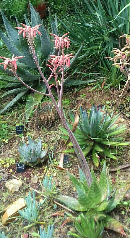 Inflo-aloe.jpg