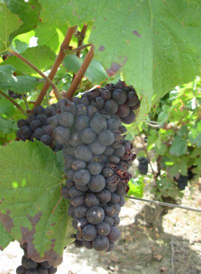 Début des vendanges lundi