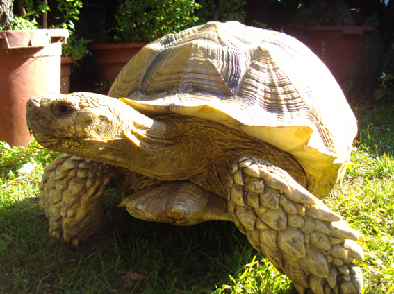 SULCATA.jpg