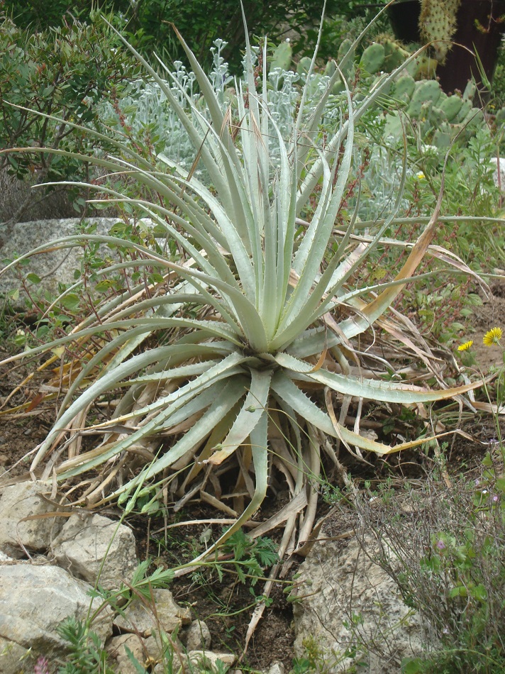 Puya DSC01705.JPG