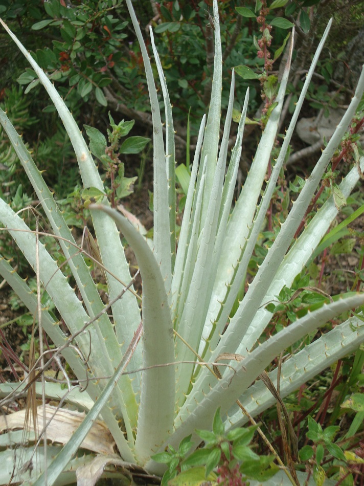 Puya DSC01707.JPG