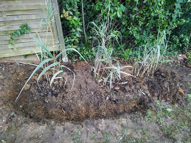 fond jardin Floirac arundo donax variegata.jpg