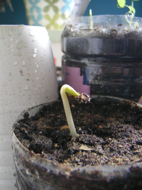 PICT0335.JPG