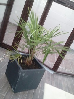 Voici un jeune trachycarpus fortuney