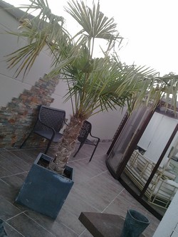 Encore un trachycarpus :D